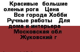 Красивые  большие оленьи рога › Цена ­ 3 000 - Все города Хобби. Ручные работы » Для дома и интерьера   . Московская обл.,Жуковский г.